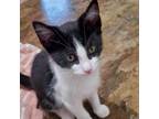 Adopt Peter a All Black Domestic Shorthair / Mixed cat in Morgan Hill