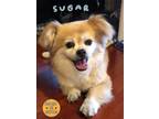 Adopt Sugar a Red/Golden/Orange/Chestnut - with White Pomeranian / Mixed Breed