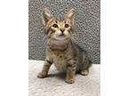 Adopt Archie a Brown Tabby Domestic Shorthair (short coat) cat in Chicago