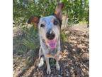 Adopt Cassie a Black Australian Cattle Dog / Mixed dog in Show Low