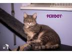 Adopt Peridot a Gray, Blue or Silver Tabby Domestic Shorthair (short coat) cat