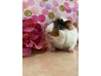 Adopt Nelly a Multi Guinea Pig small animal in Labelle, FL (38474709)