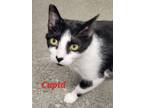 Adopt Cupid a All Black Domestic Shorthair / Domestic Shorthair / Mixed cat in