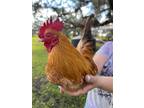 Adopt Itty Bitty a Rust Chicken bird in Labelle, FL (38474720)