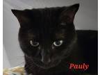Adopt Pauly (Bonded with Georgie) a All Black Domestic Shorthair / Domestic