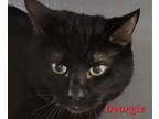 Adopt Georgie (Bonded with Pauly) a All Black Domestic Shorthair / Domestic