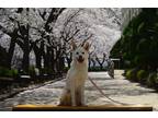 Adopt HaengBok a White Belgian Malinois / Jindo / Mixed dog in Palisades Park