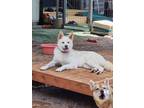 Adopt Haeng-Bok a White Shiba Inu / Jindo / Mixed dog in Palisades Park