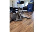 Adopt Mia a Gray/Blue/Silver/Salt & Pepper Terrier (Unknown Type
