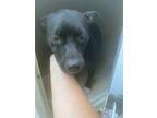 Adopt Stray/N Munich Ter a Black Mixed Breed (Medium) / Mixed dog in Inverness