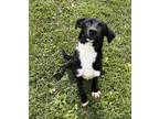 Adopt William a Black Labrador Retriever / Mixed dog in Blue Ridge