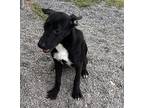 Adopt Alex a Black Labrador Retriever / Mixed dog in Blue Ridge, GA (38475339)
