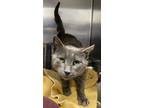 Adopt Connor a Gray or Blue Domestic Shorthair / Domestic Shorthair / Mixed cat