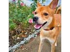 Adopt Lami a Brown/Chocolate - with White Toy Fox Terrier / Jindo / Mixed dog in