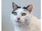 Adopt BELLA a White Domestic Shorthair / Mixed cat in West Seneca, NY (38475466)