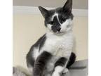 Adopt Westley a Gray or Blue Domestic Shorthair / Mixed cat in Howard Beach