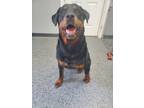 Adopt Jax a Black - with Tan, Yellow or Fawn Rottweiler / Mixed dog in
