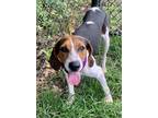 Adopt Zahan a Tricolor (Tan/Brown & Black & White) Foxhound / Mixed dog in