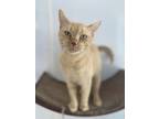 Adopt Kelli a Orange or Red Domestic Shorthair / Domestic Shorthair / Mixed cat