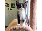 Adopt Hershey a Brown or Chocolate (Mostly) Domestic Shorthair (short coat) cat