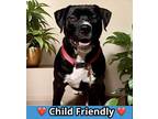 Adopt Gizmo a Black American Staffordshire Terrier / Mixed dog in Columbia