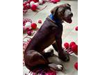 Adopt Draco a Gray/Blue/Silver/Salt & Pepper American Staffordshire Terrier /