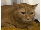 Adopt Cheech a Orange or Red Domestic Shorthair / Domestic Shorthair / Mixed cat