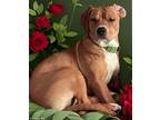 Adopt Maggie Mae a Tan/Yellow/Fawn American Staffordshire Terrier / Mixed dog in