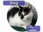 Adopt Dog a Black & White or Tuxedo Domestic Shorthair (short coat) cat in