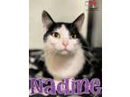 Adopt Nadine a All Black Domestic Shorthair / Domestic Shorthair / Mixed cat in