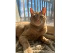 Adopt Livie a Orange or Red Tabby Domestic Shorthair (short coat) cat in Canton