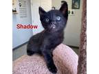 Adopt Shadow a All Black Domestic Shorthair (short coat) cat in Circleville