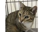 Adopt Hunter a Tan or Fawn Domestic Shorthair / Domestic Shorthair / Mixed cat