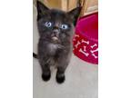 Adopt ONYX a All Black Domestic Shorthair (short coat) cat in Spring