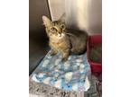 Adopt Nova Luv a Tan or Fawn Domestic Mediumhair / Domestic Shorthair / Mixed