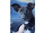 Adopt Tenoch a Black Feist / Mixed dog in Escondido, CA (38472589)