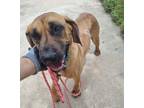 Adopt Shasha a Tan/Yellow/Fawn - with Black Rhodesian Ridgeback / Black Mouth