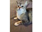 Adopt Dorothy Doodle a Gray or Blue Domestic Shorthair / Domestic Shorthair /