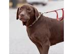 Adopt Blitz a Brown/Chocolate Labrador Retriever / Mixed dog in St.