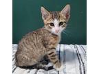 Adopt Shinney a Brown or Chocolate Domestic Shorthair / Mixed cat in St.