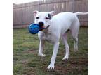 Adopt Bruno a White - with Tan, Yellow or Fawn American Pit Bull Terrier / Mixed
