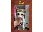 Adopt Cary a Domestic Shorthair / Mixed (short coat) cat in Crystal Lake