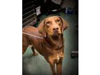 Adopt Talulah a Mixed Breed (Medium) / Mixed dog in Jonesboro, AR (38474242)