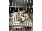 Adopt Cheese a Domestic Shorthair / Mixed (short coat) cat in Henderson