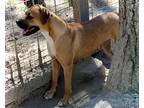 Adopt Roxy (Rosco) a Boxer / Mixed dog in Saint Francisville, LA (38473259)