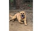 Adopt Rip a German Shepherd Dog / Cane Corso / Mixed dog in Saint Francisville