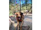 Adopt Hunter a Mixed Breed (Medium) / Mixed dog in Saint Francisville