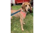 Adopt KY-Sadie June a Coonhound / Mixed dog in Jacksonville, NC (38475556)