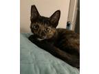 Adopt Trixie a Domestic Shorthair / Mixed (short coat) cat in Sewell