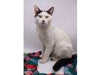 Adopt Rico III a White Domestic Shorthair / Mixed cat in Muskegon, MI (38475758)